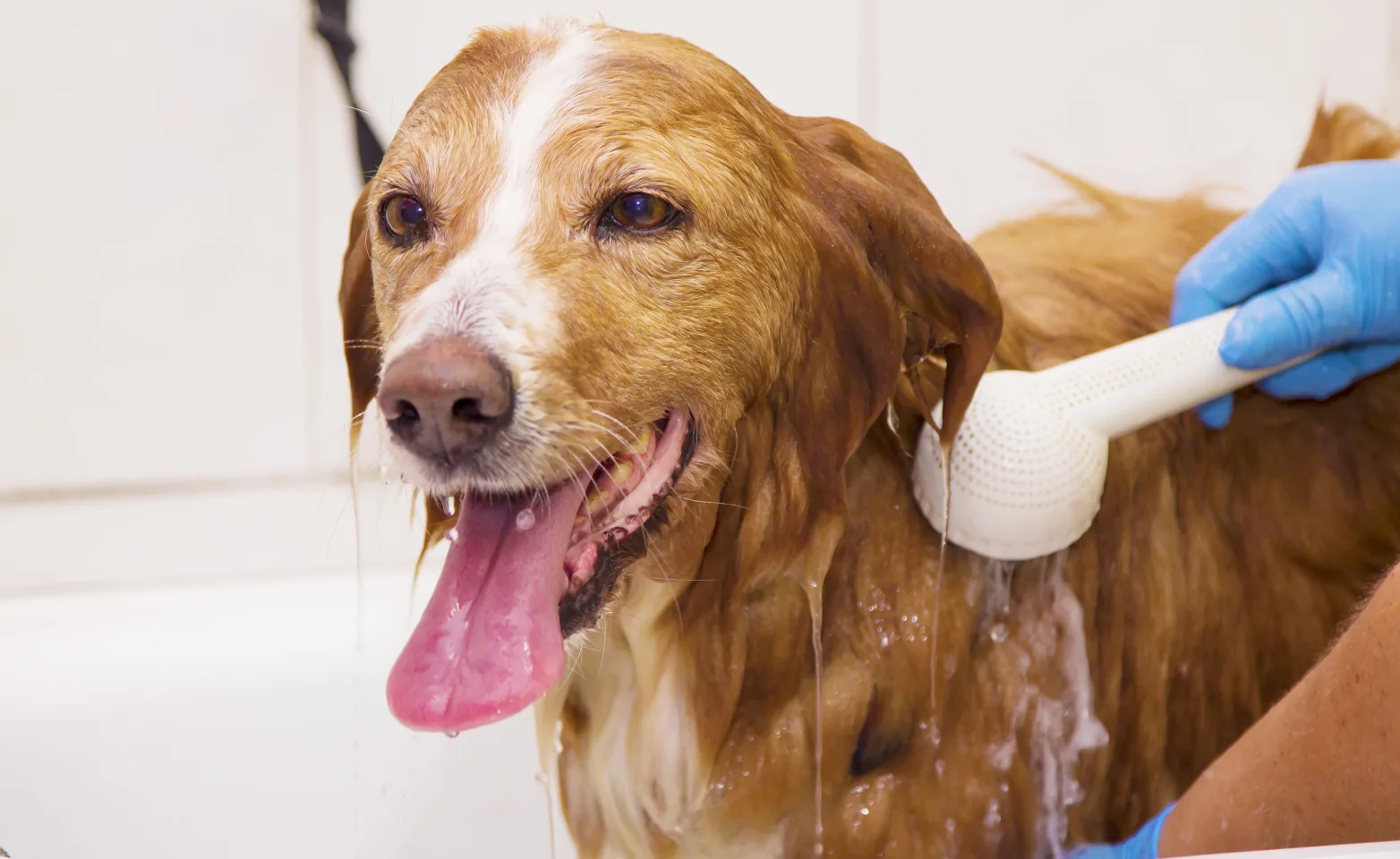 dog being bathed in tub